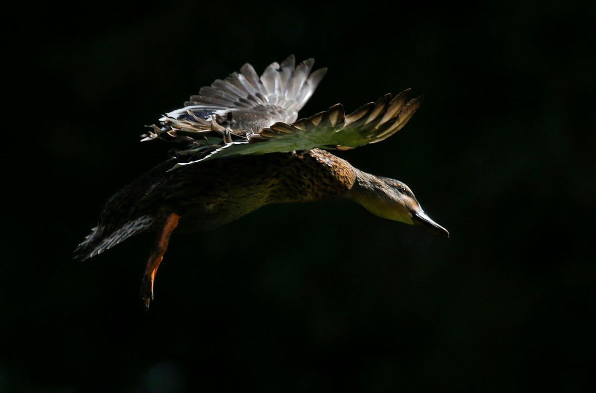 Mallard
