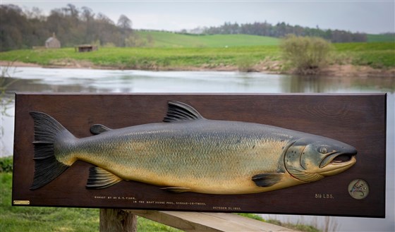 51.5lb fish