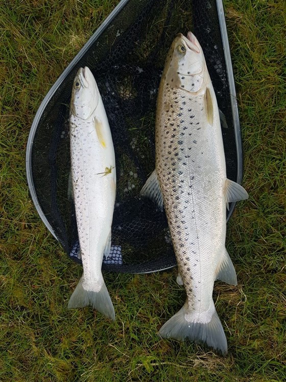Two on the one cast at the Duck Pool