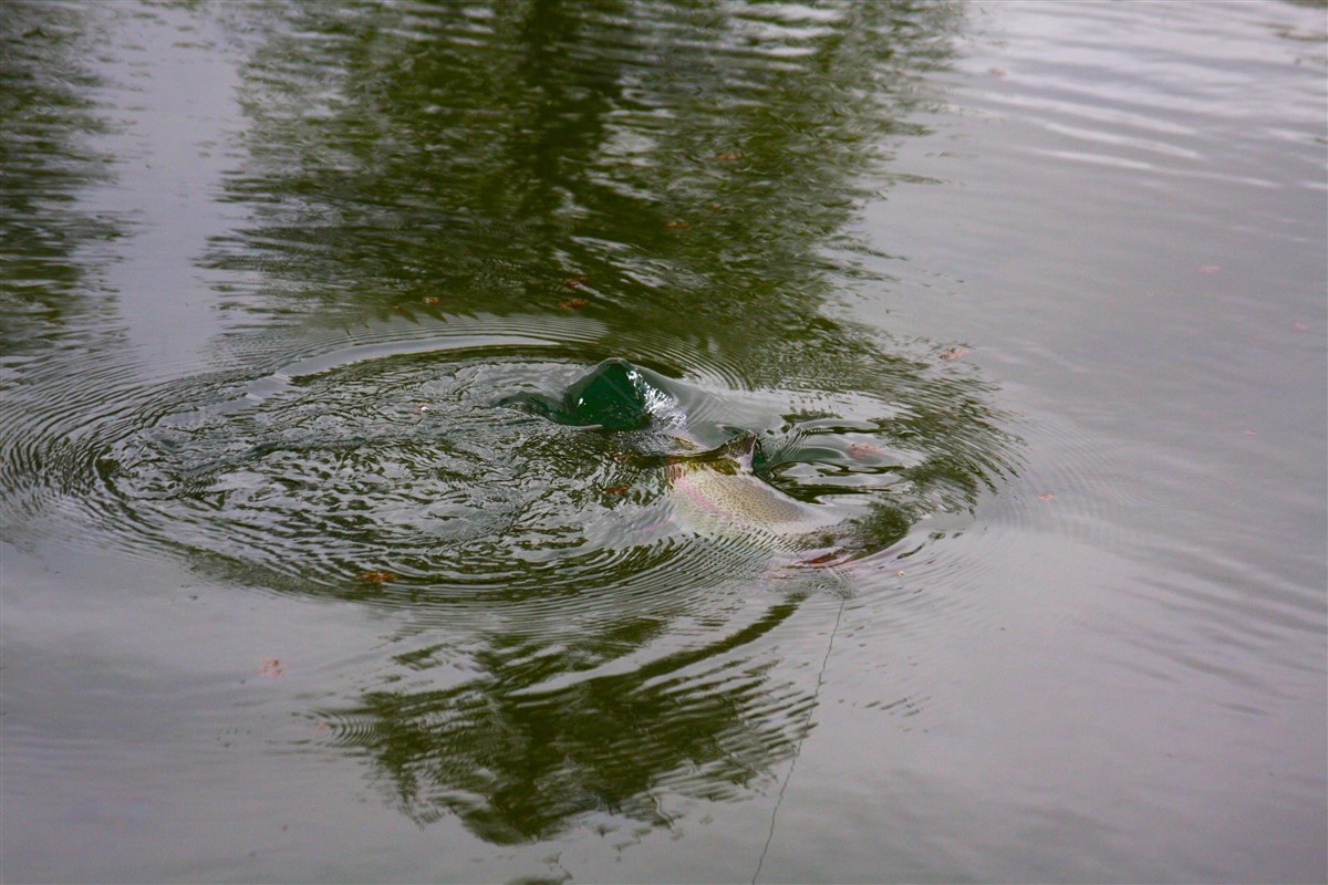 Fish fighting on the sruface