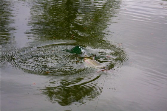 Fish fighting on the sruface