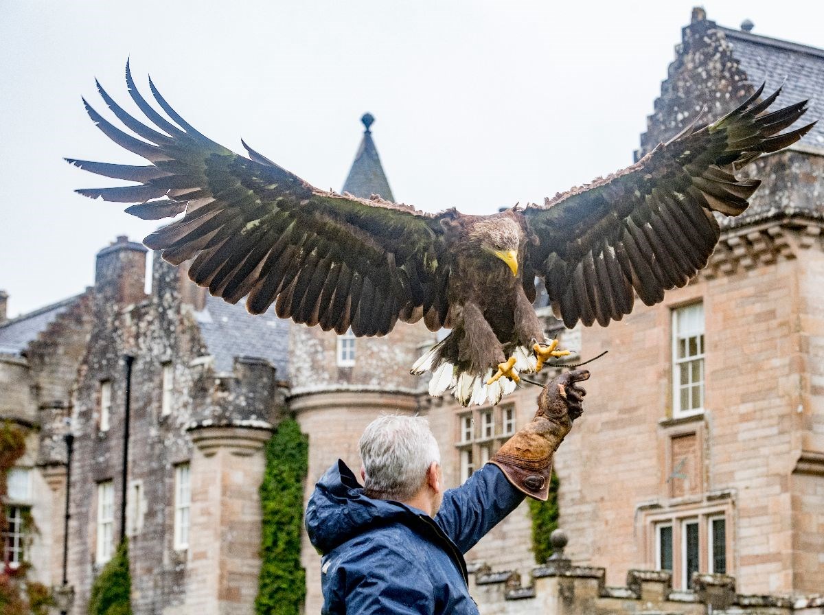 Falconry Displays