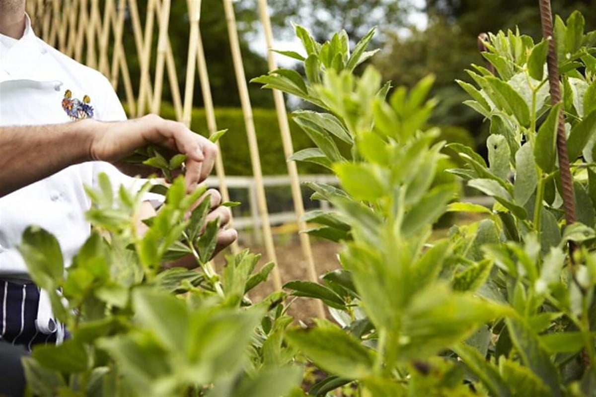 Kitchen Garden