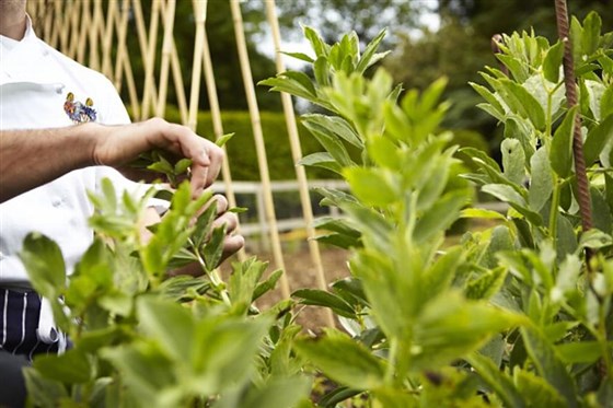 Kitchen Garden