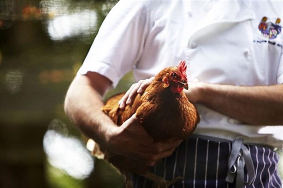 Chickens