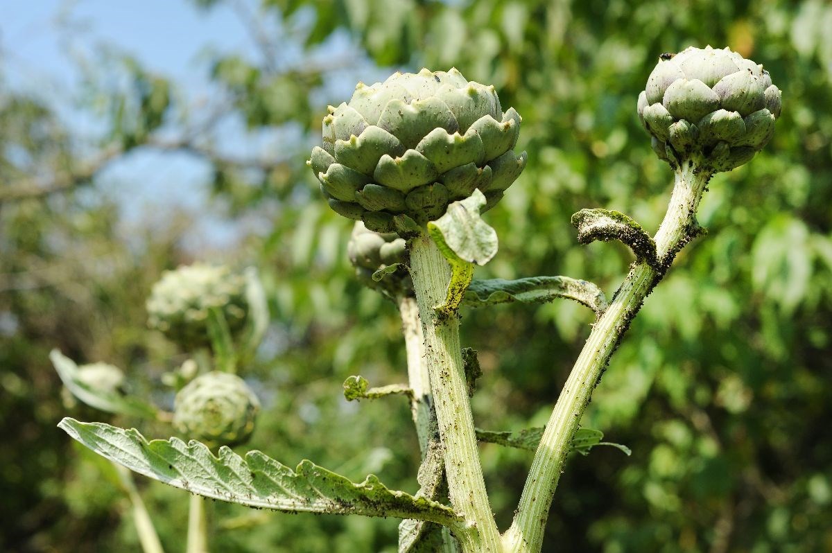 Home Grown Artichokes