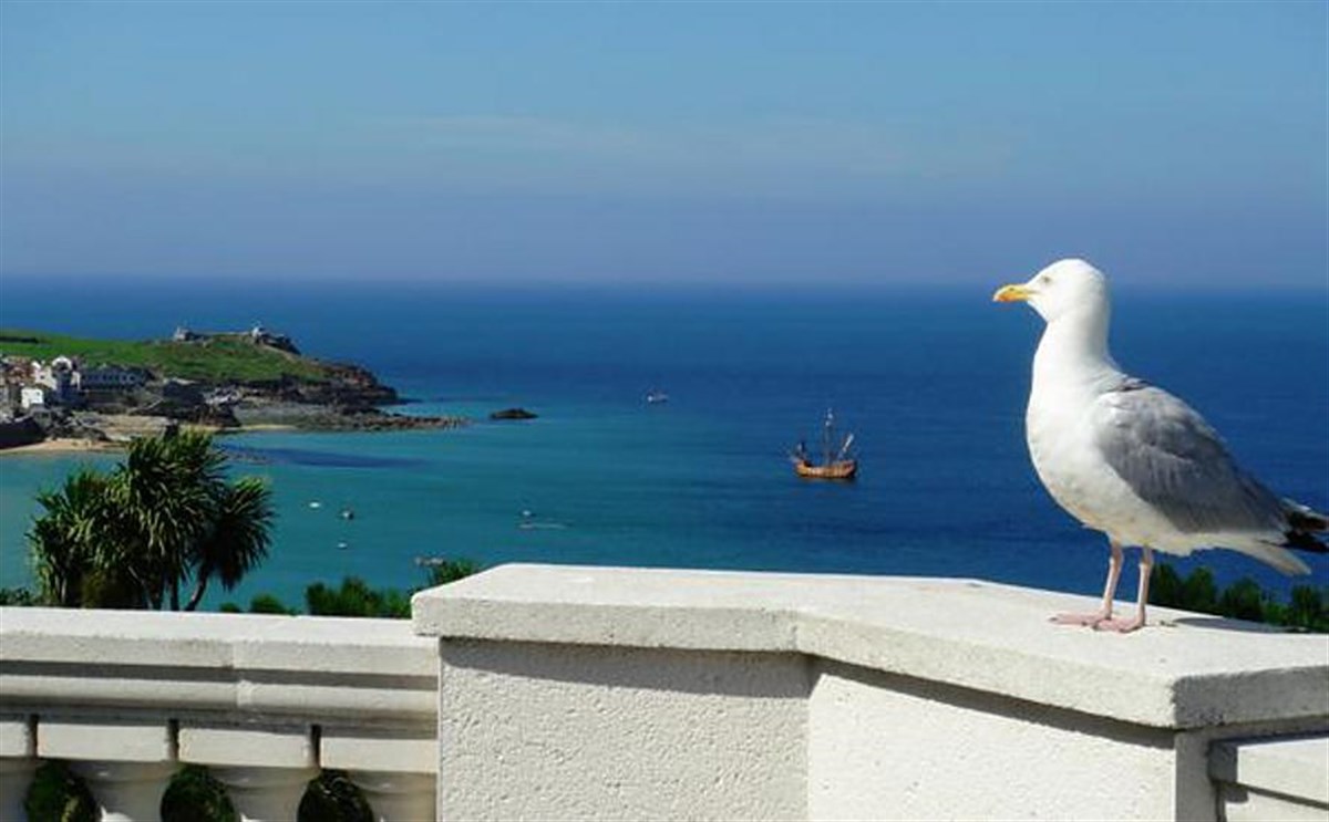Seagull admiring the view