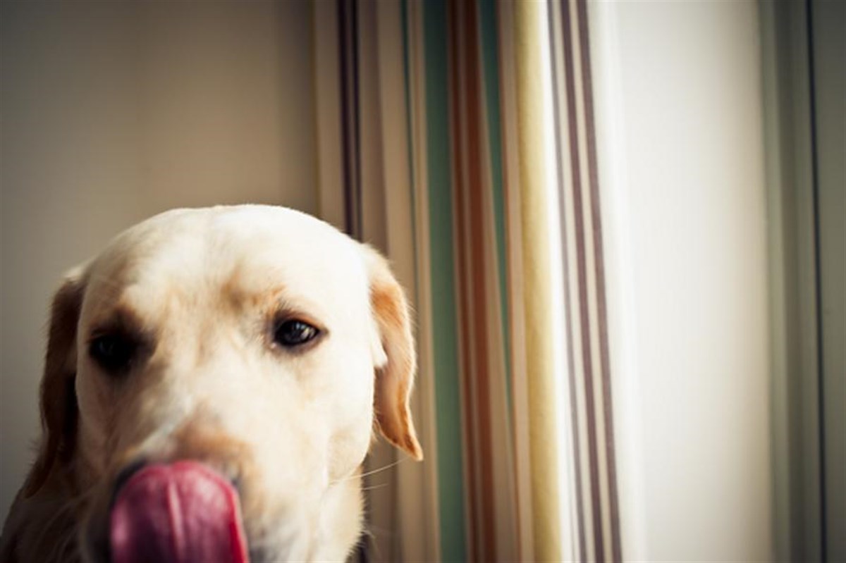 Dog Friendly