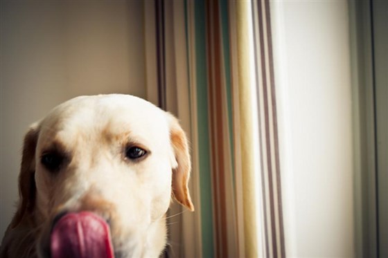 Dog Friendly
