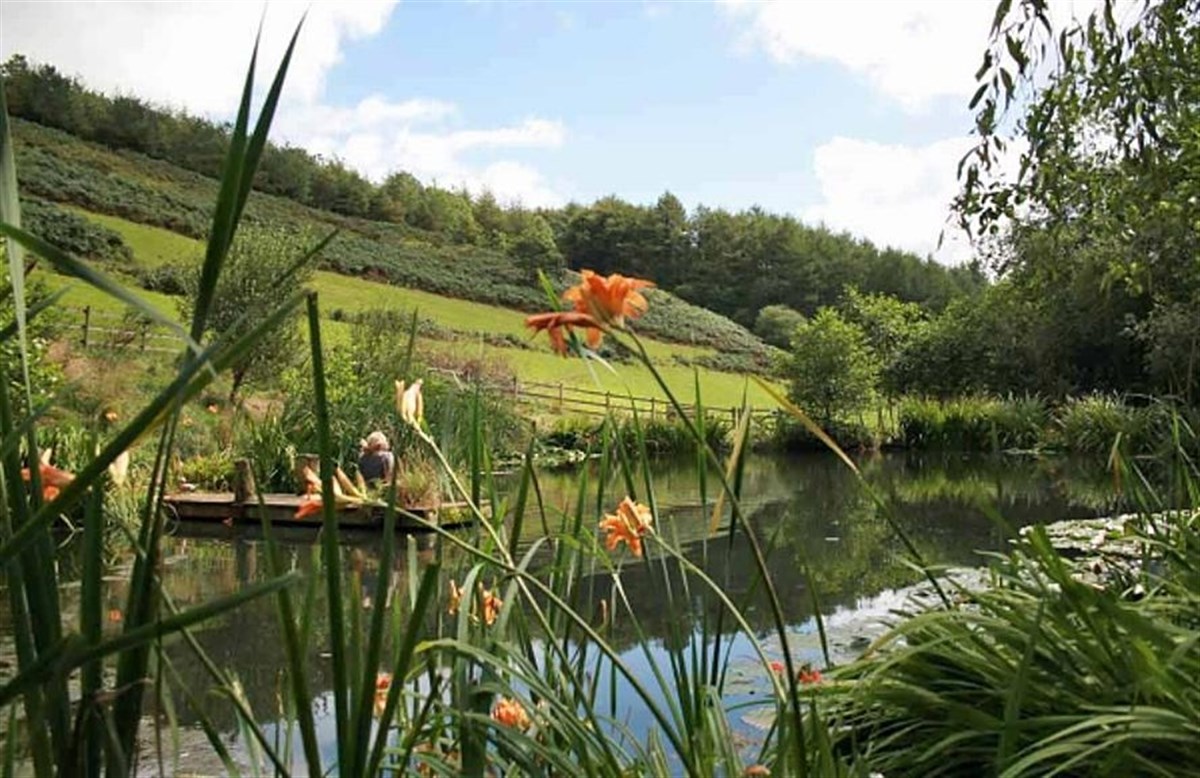 Pond on Devon Wildlife Farm Trail