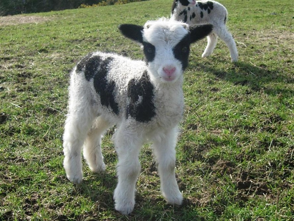 Jacob sheep, lambing in Spring