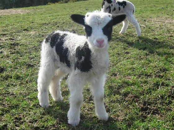 Jacob sheep, lambing in Spring