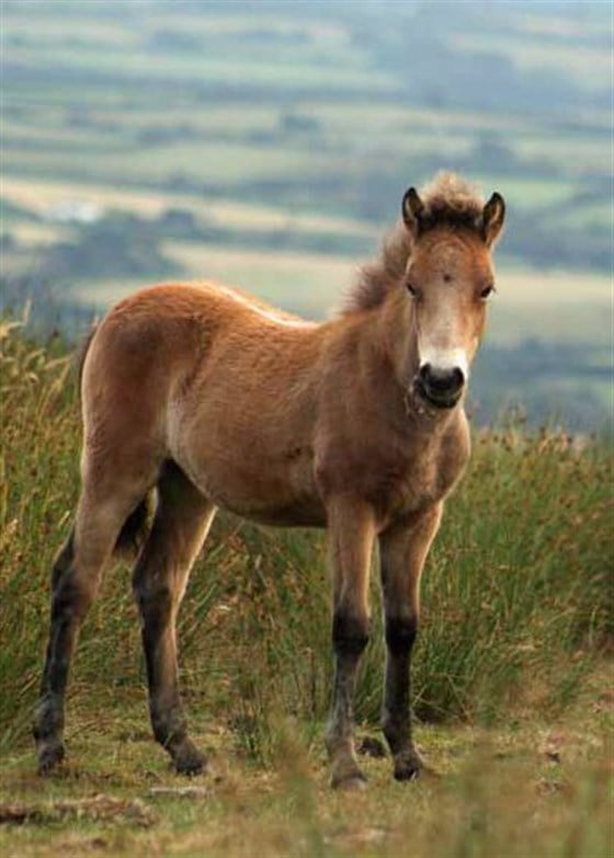 Close to Exmoor National Park