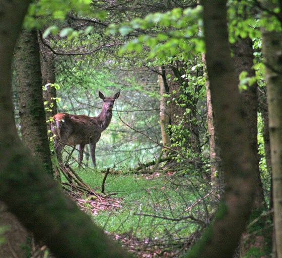 Devon Wildlife Trail through Huxtable Farm B&B's woodland (Exmoor Red Deer)