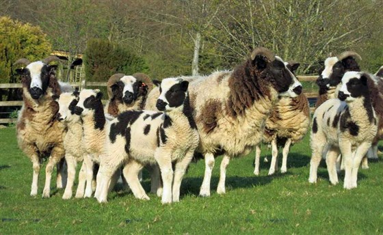 Jacob sheep farm lambing in spring