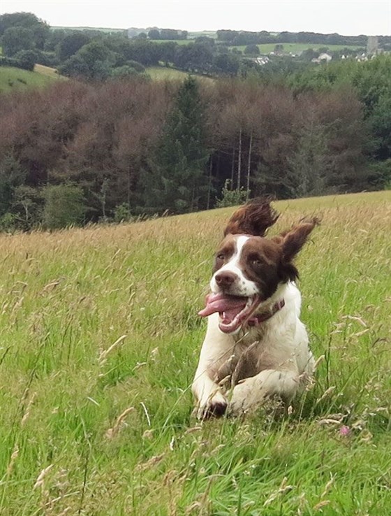 Meet or friendly Springer Spaniel