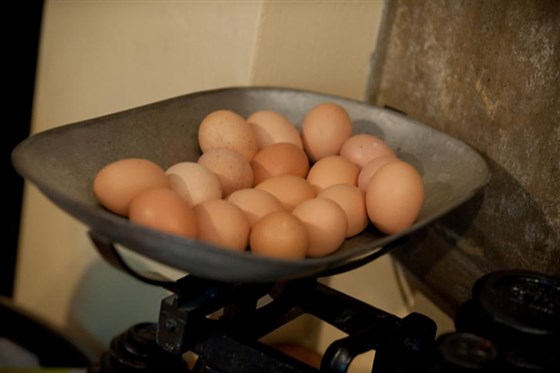Fresh Eggs