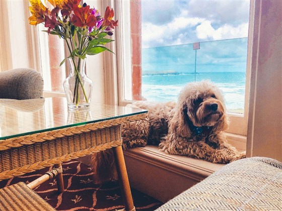 Dog-friendly 
