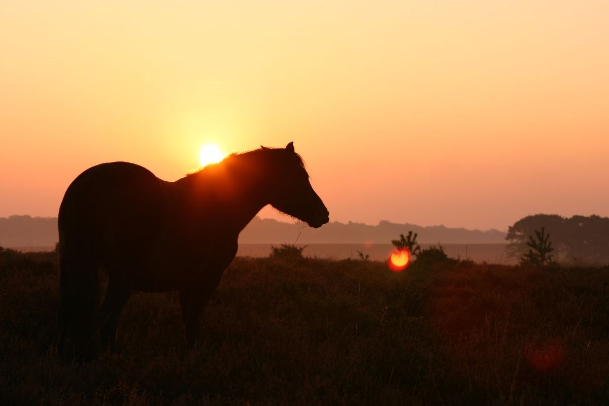 Autumn Sunsets in the New Forest