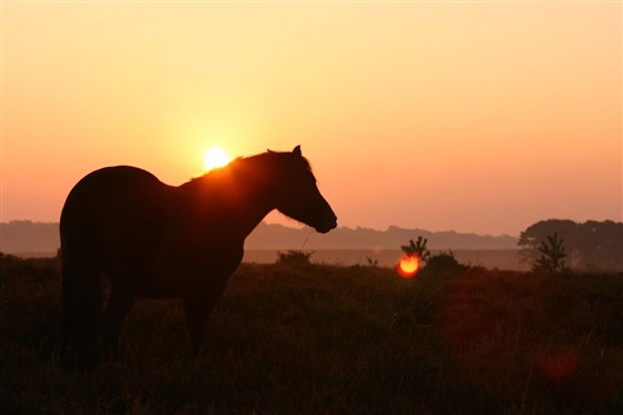 Autumn Sunsets in the New Forest