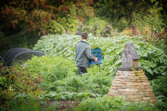 Vegetable Garden 