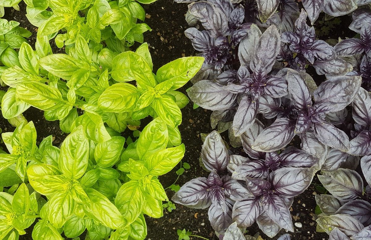 Homegrown basil