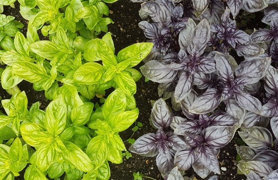 Homegrown basil