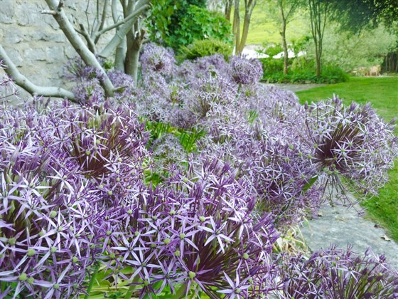 Our country gardens