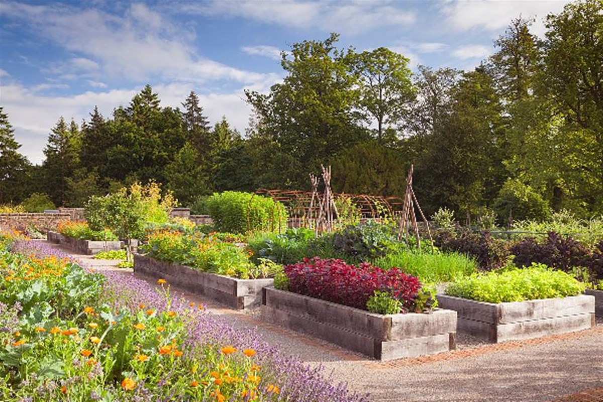 Kitchen Garden