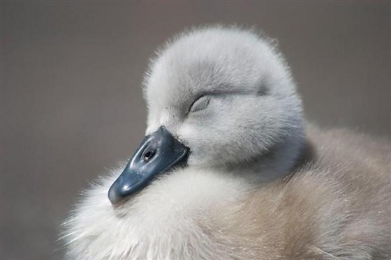 Gosling