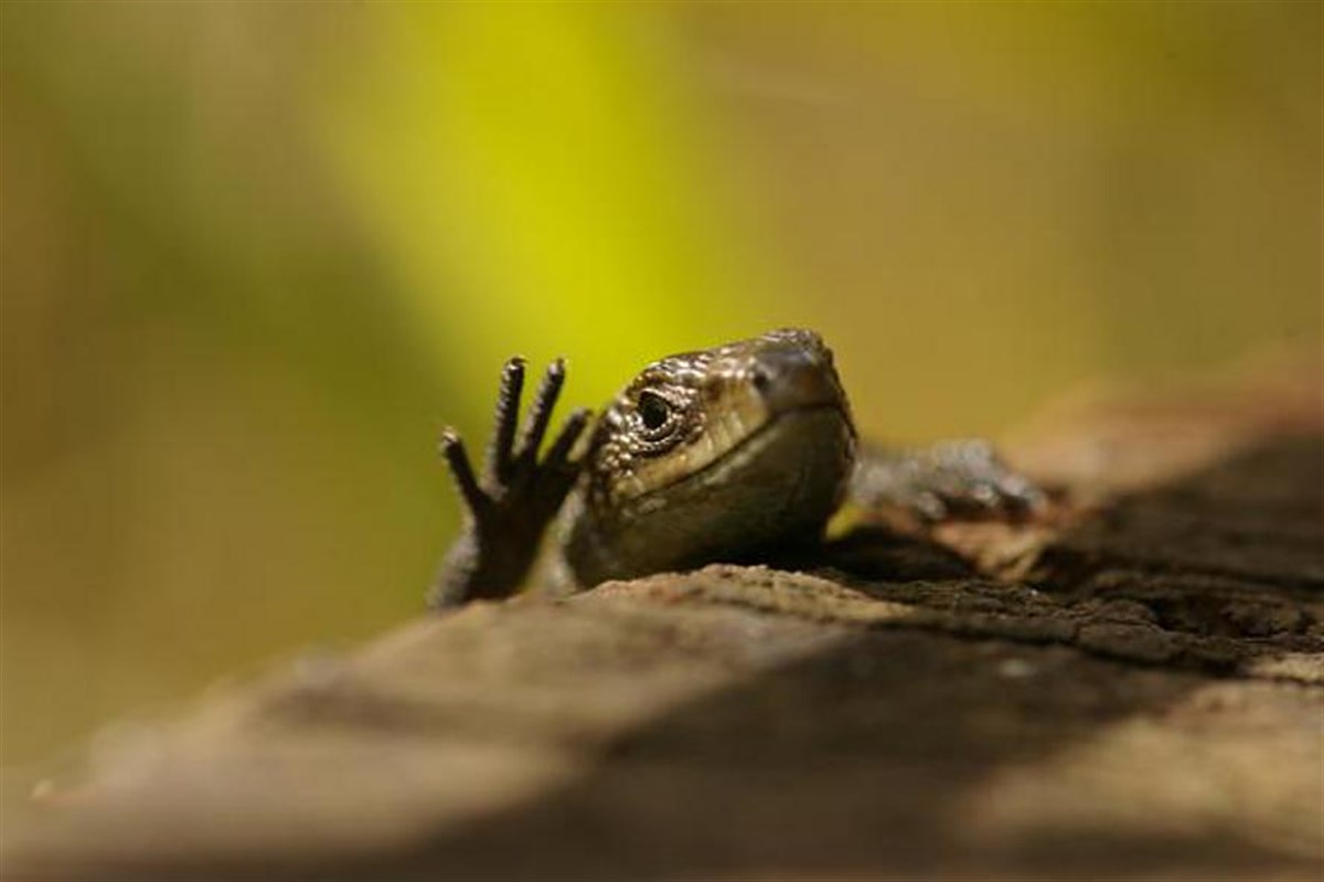 Lizard by Laurence Arnold