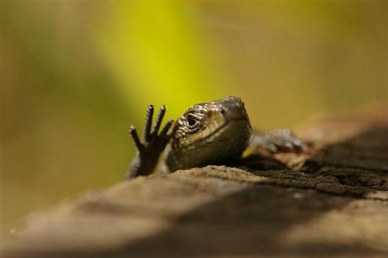 Lizard by Laurence Arnold