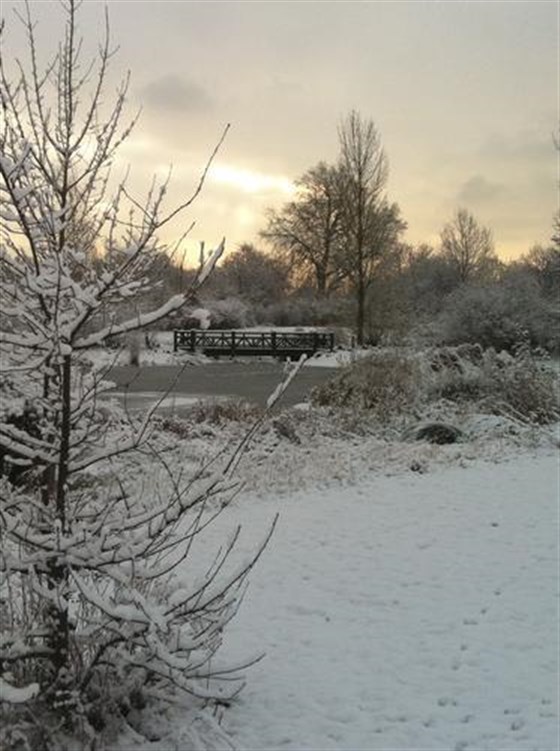 Snow scene