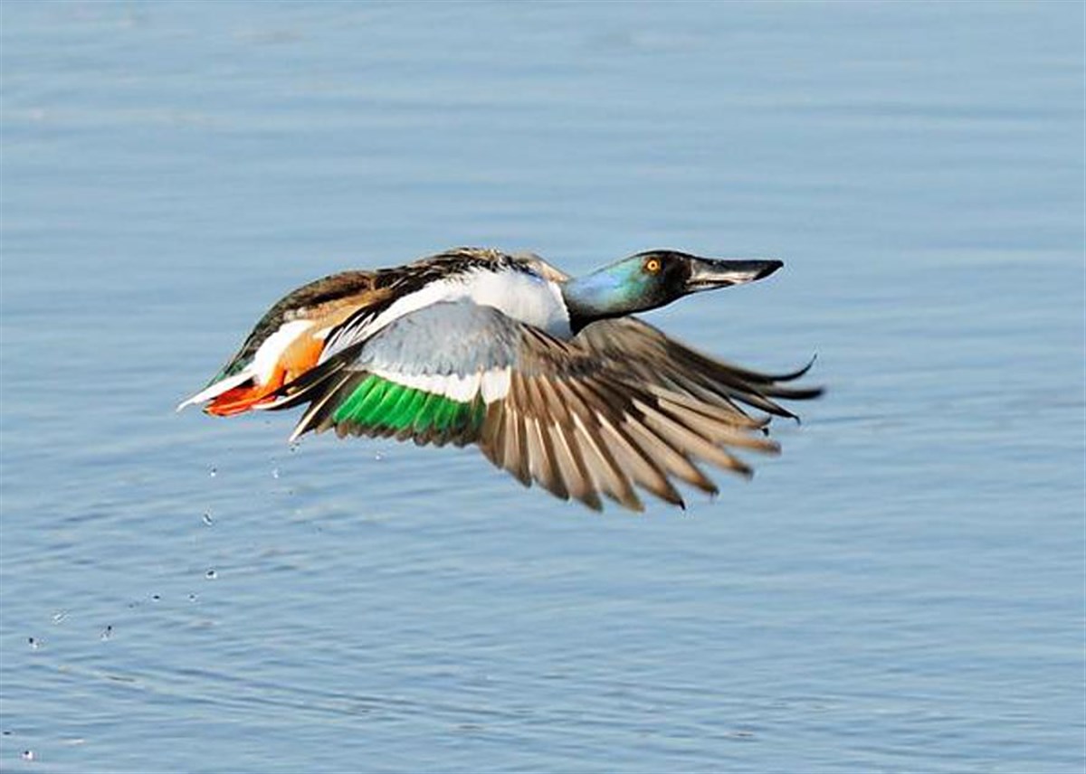 Shoveler by Tom Hines