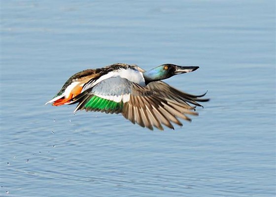 Shoveler by Tom Hines