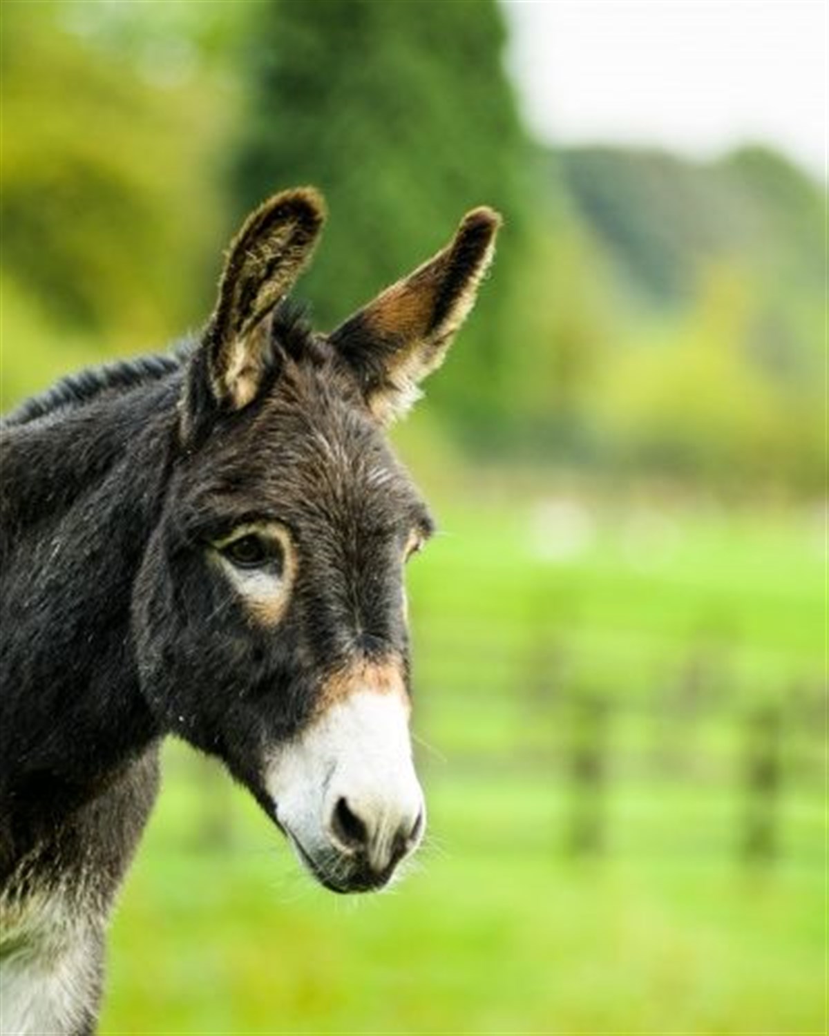 This little blighter is called Cocoa