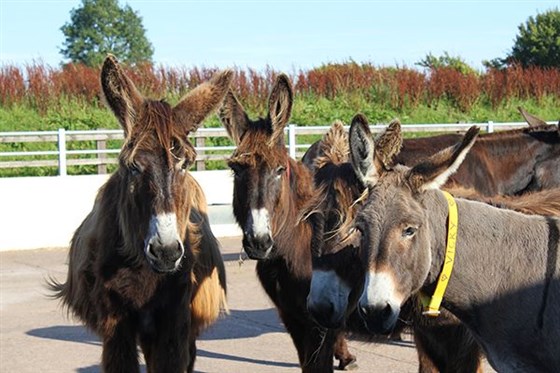 Donkey Sanctuary 