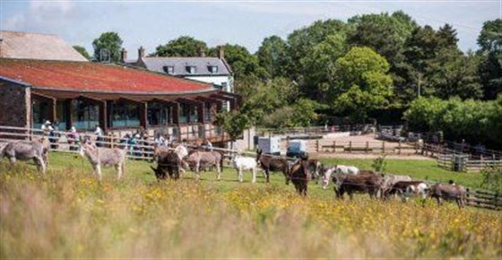 Donkey Sanctuary 