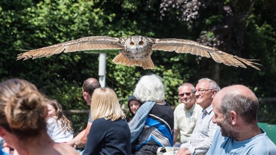 Falconry