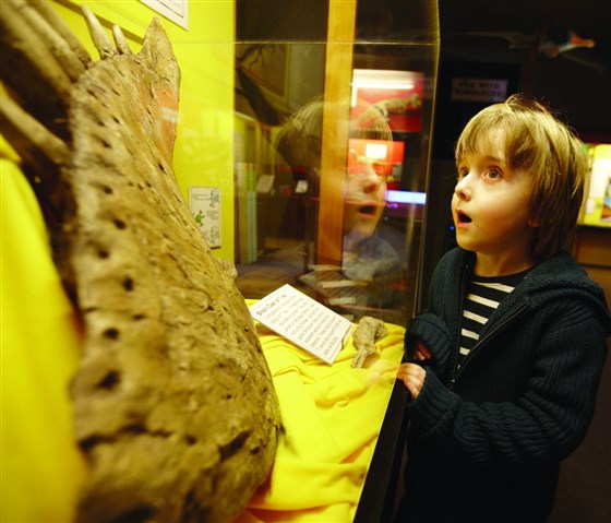 The Dinosaur Museum <span style='font-size:8px;'> World Heritage </span>