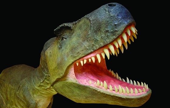 The Dinosaur Museum <span style='font-size:8px;'> World Heritage </span>