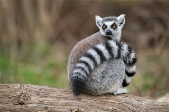 Ring-tailed lemur