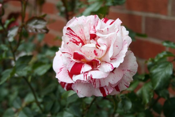 Bosworth Battlefield "Bespoke" Rose credited to Leicestershire County Council