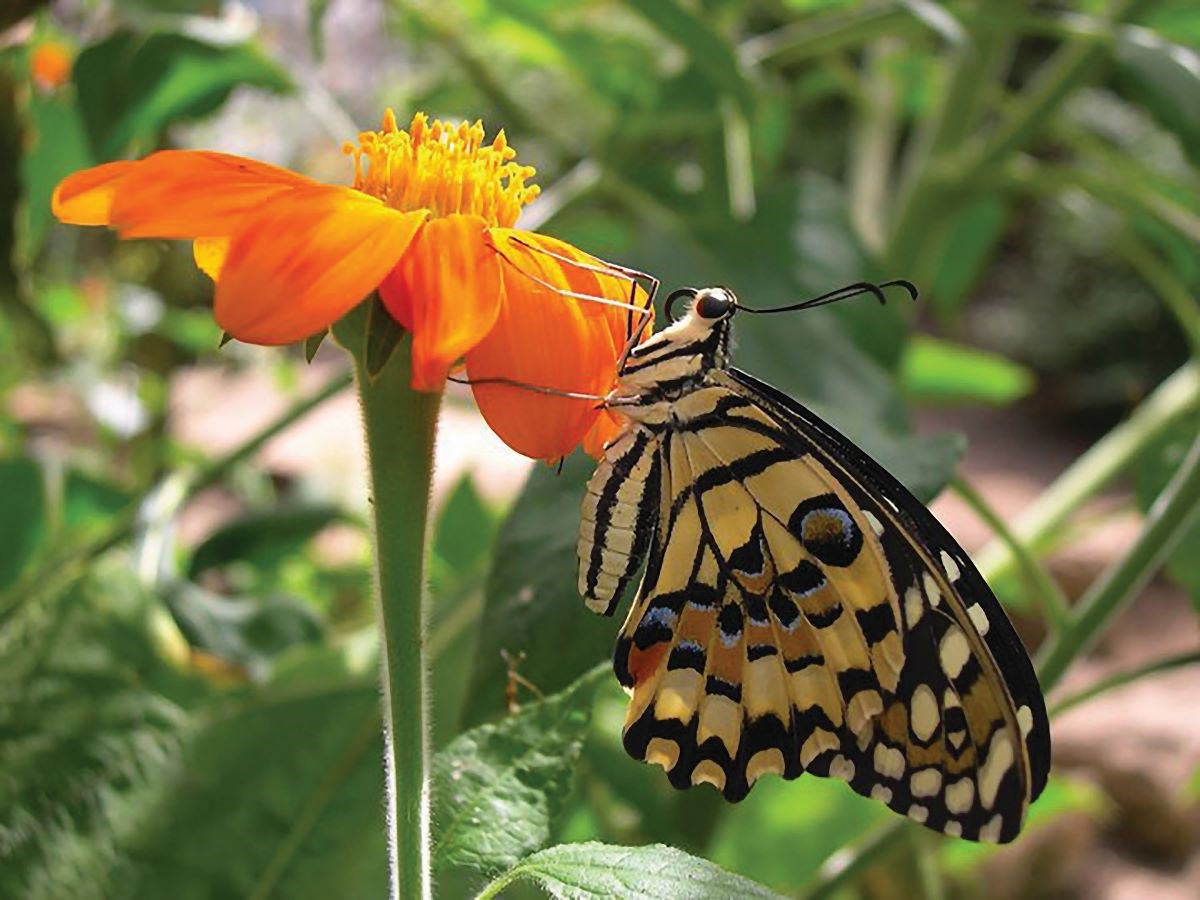 Swallowtail