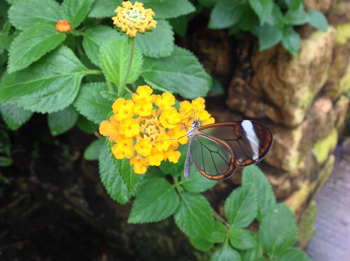 Glasswing