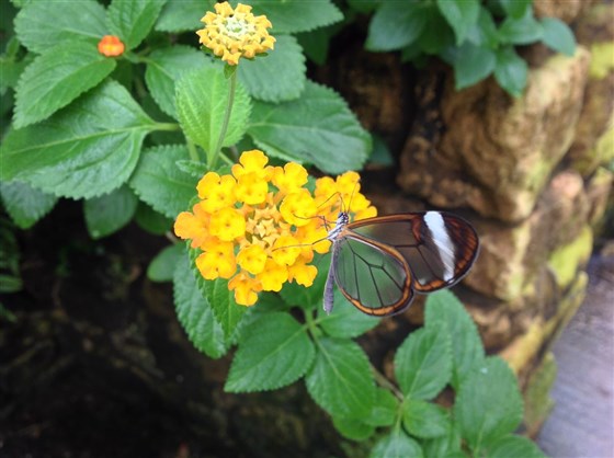 Glasswing