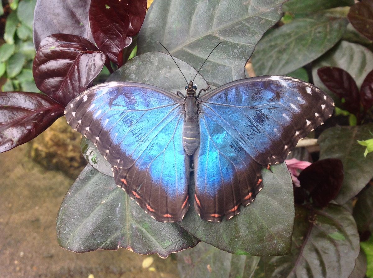 Blue Morpho