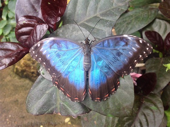 Blue Morpho