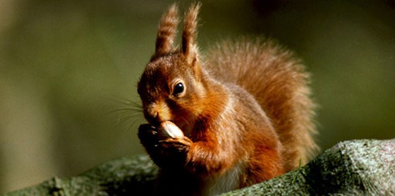 Stunning Wildlife at Killiecrankie<span style='font-size:8px;'> ® The National Trust for Scotland </span>