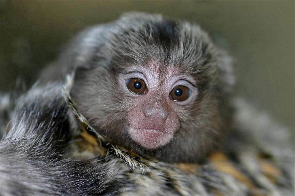 Baby marmoset monkey